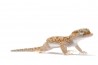 Stenodactylus petrii