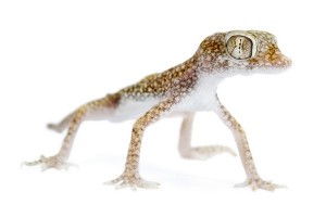 Stenodactylus sthenodactylus