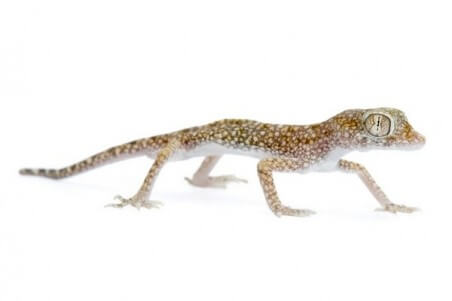 Stenodactylus sthenodactylus