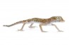 Stenodactylus sthenodactylus