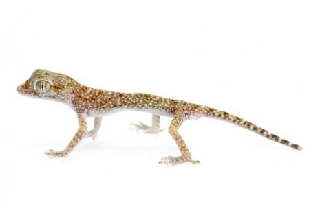 Stenodactylus sthenodactylus