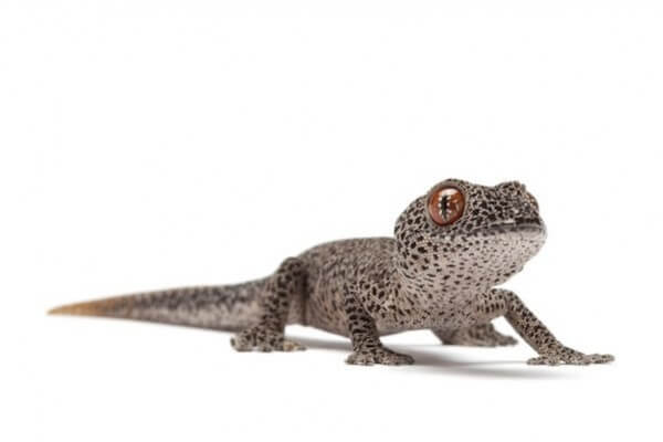 Strophurus taenicauda Strophurus taenicauda