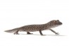 Strophurus taenicauda