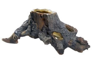 Stump cavity