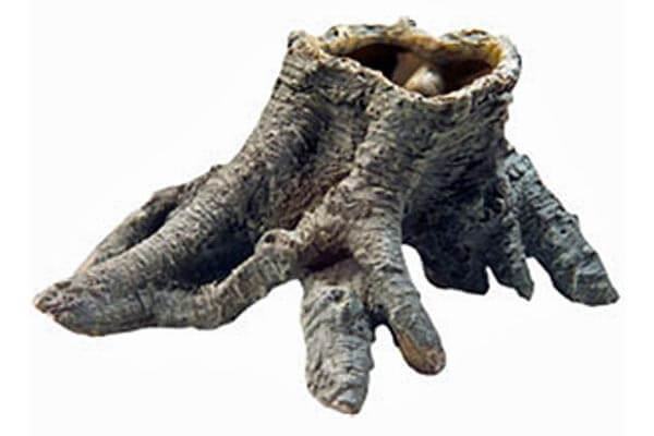 Stump cavity Stump cavity