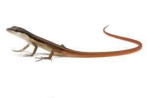 Takydromus sexlineatus