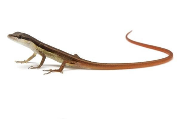 Takydromus sexlineatus Takydromus sexlineatus