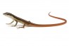 Takydromus sexlineatus