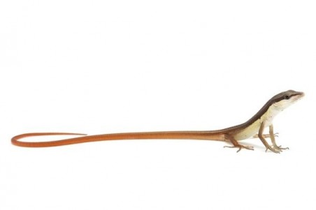Takydromus sexlineatus
