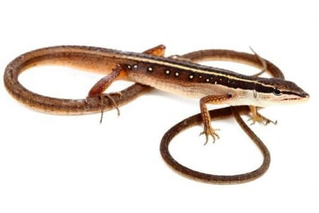 Takydromus sexlineatus