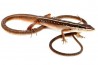 Takydromus sexlineatus