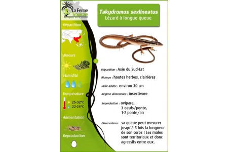 Takydromus sexlineatus
