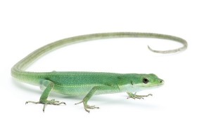 Takydromus smaragdinus