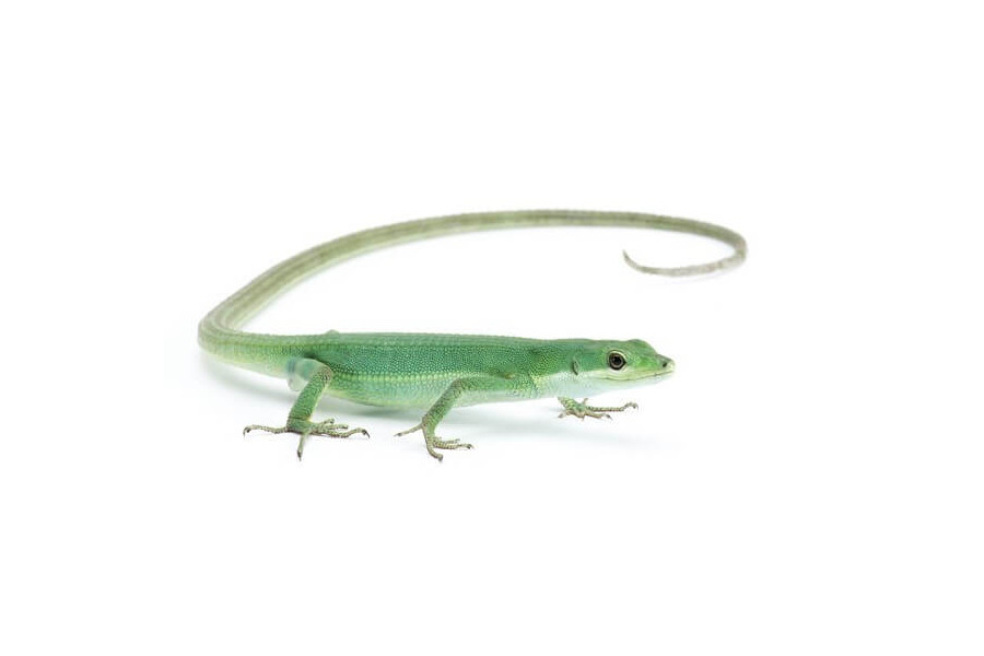 Takydromus smaragdinus Takydromus smaragdinus