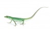 Takydromus smaragdinus