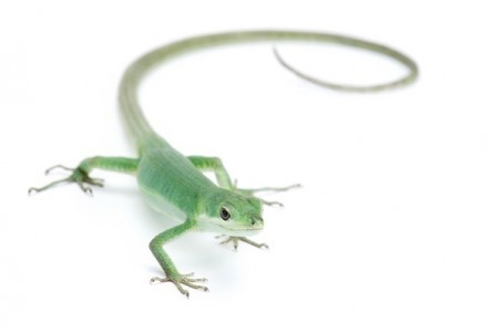 Takydromus smaragdinus