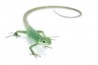 Takydromus smaragdinus