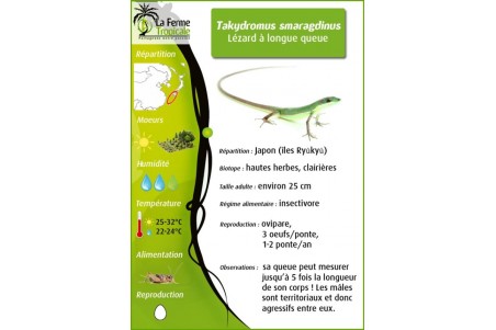 Takydromus smaragdinus