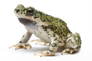 Anaxyrus (Bufo) debilis