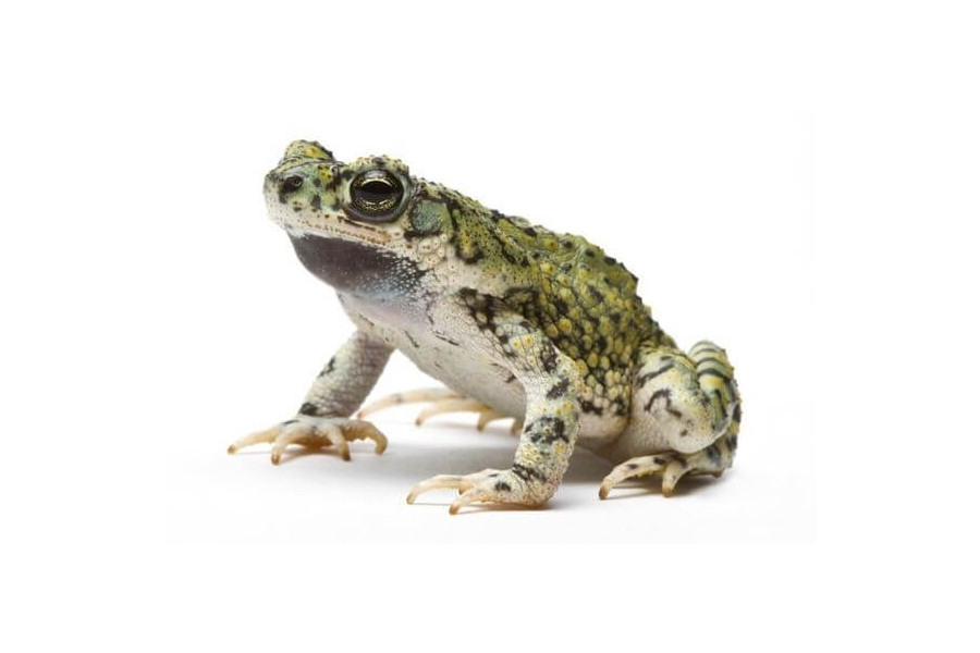 Anaxyrus (Bufo) debilis Anaxyrus (Bufo) debilis