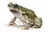Anaxyrus (Bufo) debilis