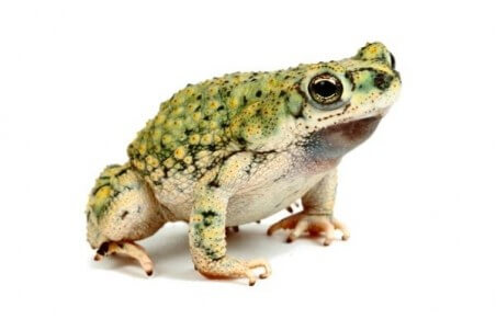 Anaxyrus (Bufo) debilis