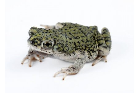Anaxyrus (Bufo) debilis