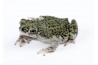 Anaxyrus (Bufo) debilis