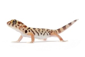 Teratoscincus roborowskii