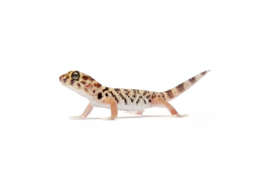Teratoscincus roborowskii Teratoscincus roborowskii