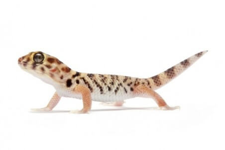 Teratoscincus roborowskii