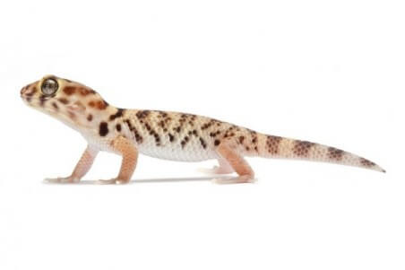 Teratoscincus roborowskii