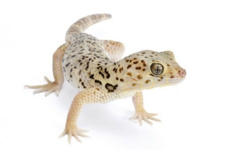 Teratoscincus roborowskii