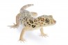 Teratoscincus roborowskii