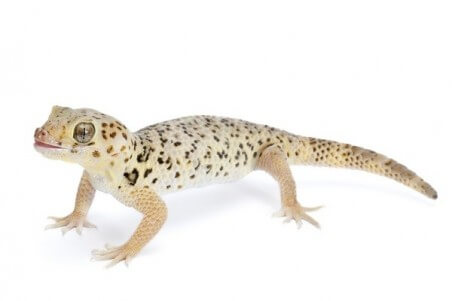 Teratoscincus roborowskii