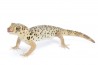 Teratoscincus roborowskii