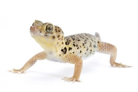 Teratoscincus roborowskii