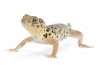 Teratoscincus roborowskii
