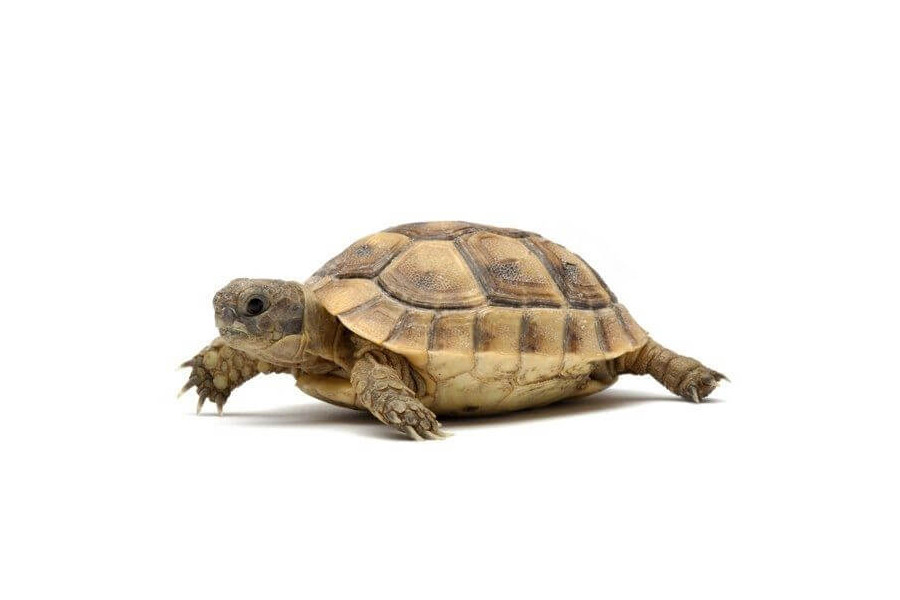 Testudo graeca ibera, 4-5 cm Testudo graeca ibera, 4-5 cm