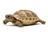 Testudo graeca ibera, 4-5 cm