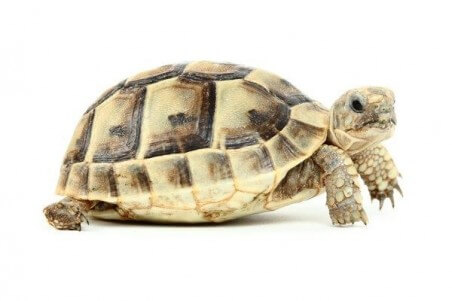 Testudo graeca ibera, 4-5 cm