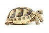 Testudo graeca ibera, 4-5 cm