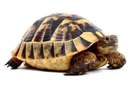 Testudo graeca ibera, 10-13 cm