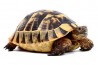 Testudo graeca ibera, 10-13 cm