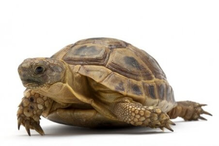 Testudo graeca ibera, 10-13 cm