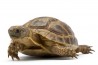 Testudo graeca ibera, 10-13 cm