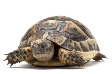 Testudo graeca ibera, 10-13 cm
