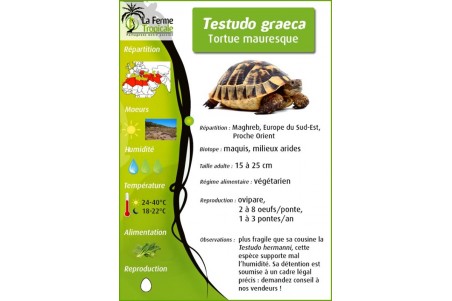 Testudo graeca ibera, 10-13 cm