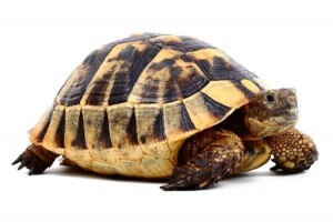 Testudo graeca ibera, femelle adulte