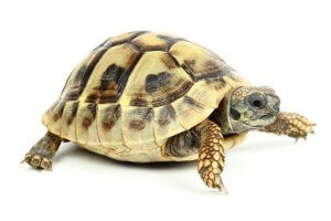 Testudo hermanni boettgeri, 4-5 cm